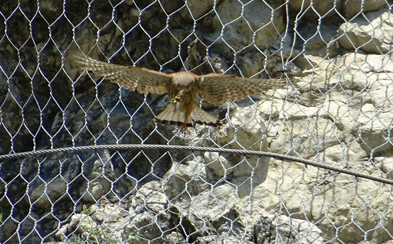 foto brutte 4....Falco tinnunculus